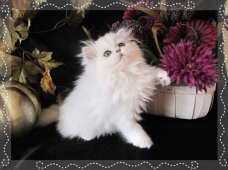 white teacup persian kittens for sale