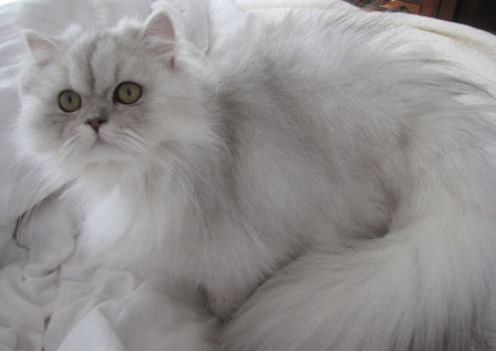 Shaded Silver Persian Kittens For Sale