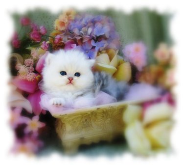 Chinchilla Silver Persian Kittens For Sale